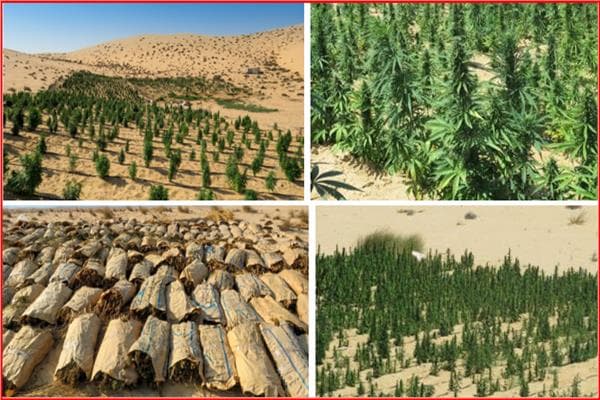 Raid on Devil's Gardens seizes drugs worth 1.4bn