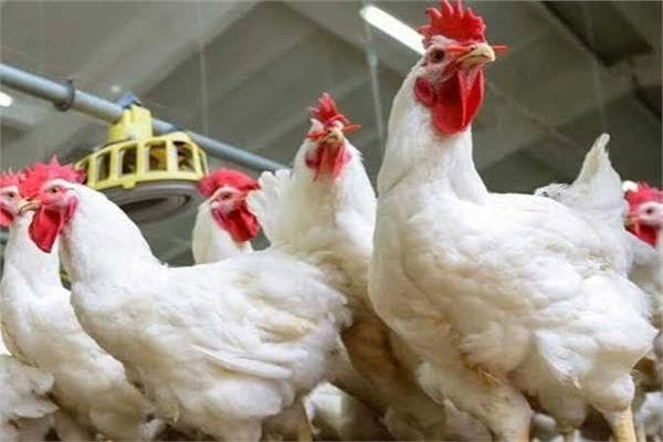 Chicken prices on August 7 in markets