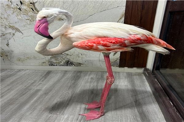 Flamingo Rescued from Alexandria Cafeteria
