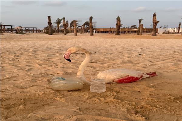 طائر فلامنجو أبيض يُعثر عليه على ساحل الشمالي