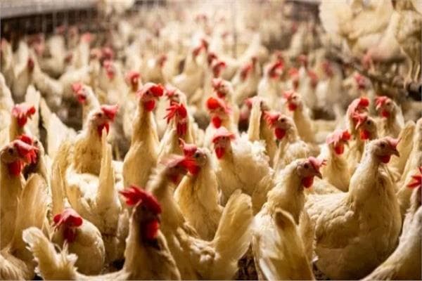 شعبة الدواجن تحذر من إفلاس المربين الصغار