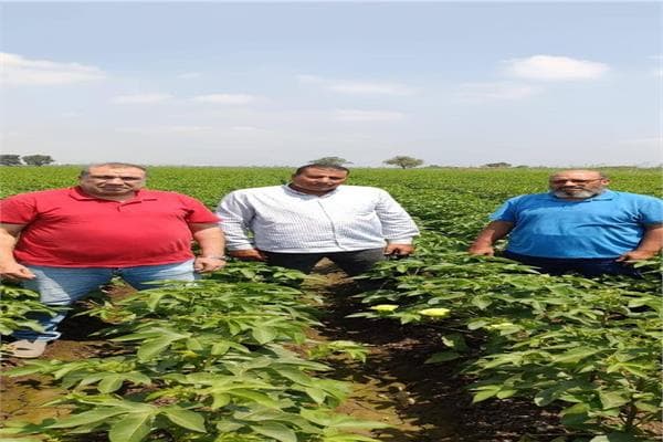 الزراعة تتابع حقول إكثار القطن