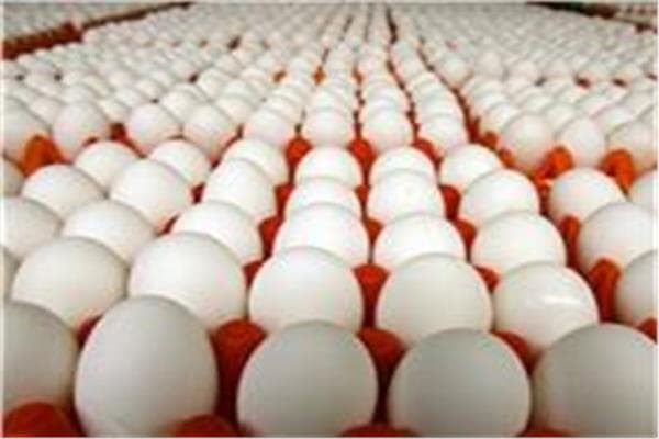 أسعار البيض في مزارع اليوم الأربعاء