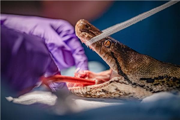 Global first: Cancer treatment saves snake