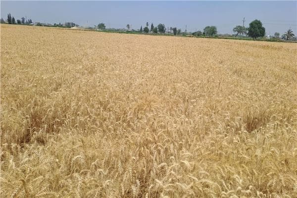 Al-Azhar Crops Advances in Planting Methods