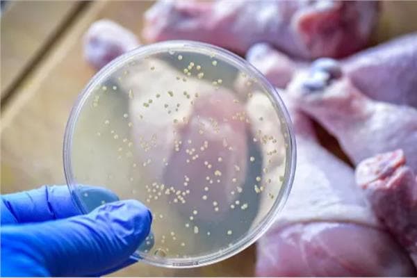 Salmonella: Spread and Link to Chicken and Eggs