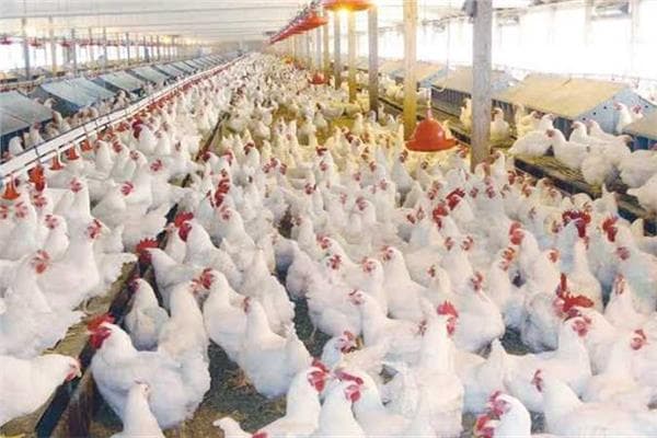 Chicken prices on Sunday August 30