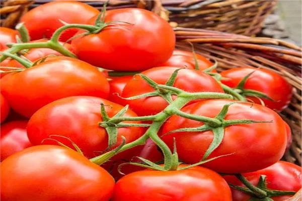 Vegetable Chamber explains tomato price increase