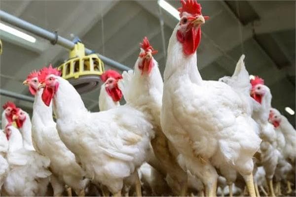 Poultry Prices Drop 10 Pounds Per Kg