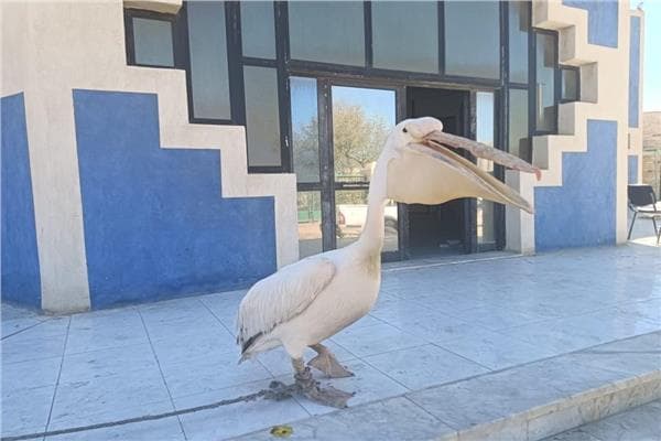 إنقاذ بجعة ونقلها لمحميات بورسعيد