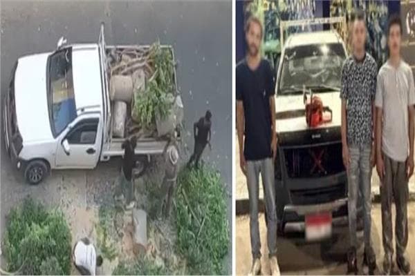 Interior Ministry investigates tree removal in Alexandria