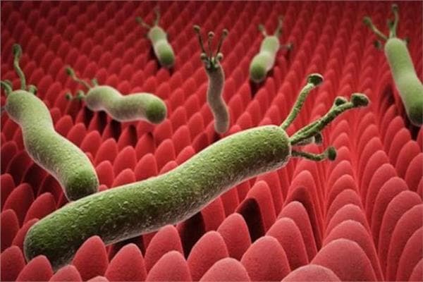 Foods and drinks affecting H. pylori symptoms