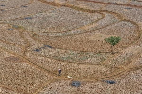 Global El Niño Risk Forecast