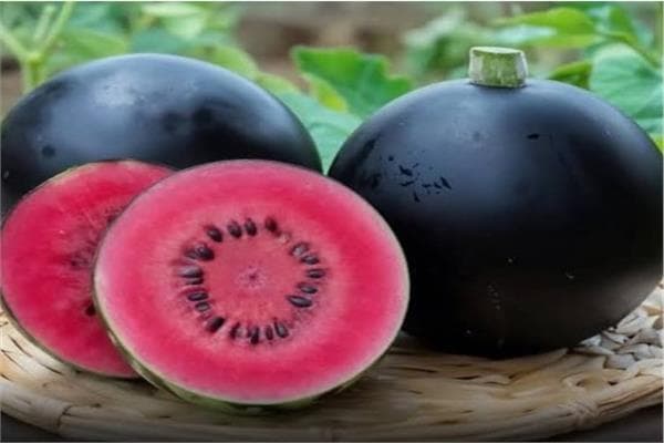 Luxury Fruits Selling at High Prices