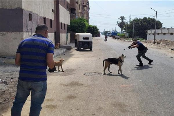 Al-Zira'a Announces New Stray Dog Plan