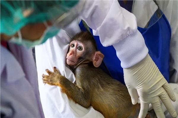 First Human Pituitary Gland Transplanted into Monkey