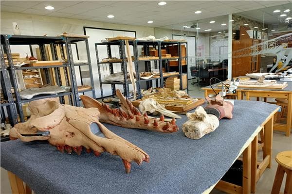 Cabinet reviews Mansoura Vertebrate Paleontology Center
