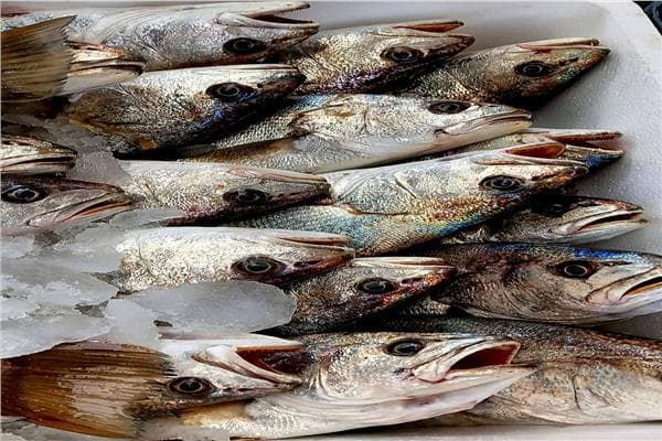 Fish prices for October 10
