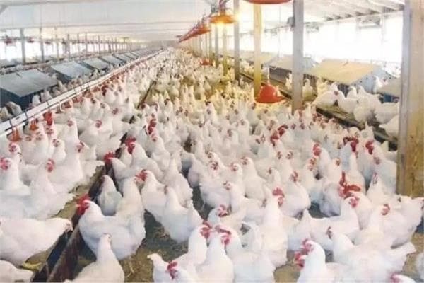 Producers' Union Highlights Poultry Industry Issues