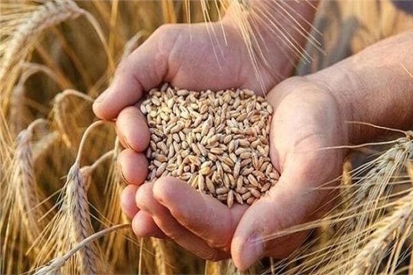 الحكومة تؤكد توفر مخزون القمح الآمن