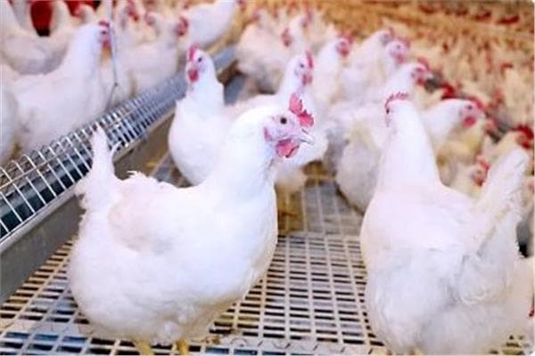 Tharwat El-Zeini Reveals Chick Price Changes
