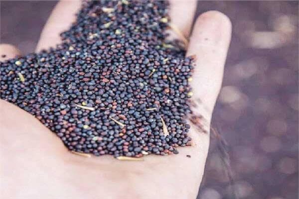 Canola as a viable oil alternative