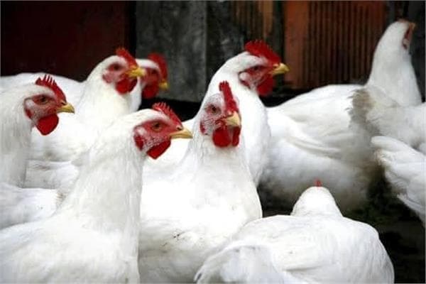 Chicken prices on October 18 2026