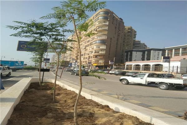 وزيرة التنمية تعلن بدء زراعة 3620 شجرة ببني سويف