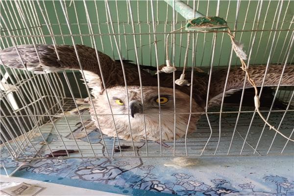 اكتشاف طائر عقاب الثعابين في الوادي الجديد خلال الهجرة