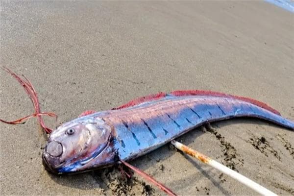 Chile shores see Day of Judgment Fish raises disaster questions
