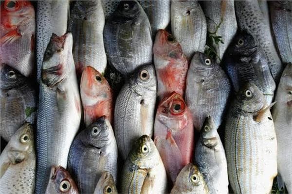 أسعار السمك السبت 31 أكتوبر