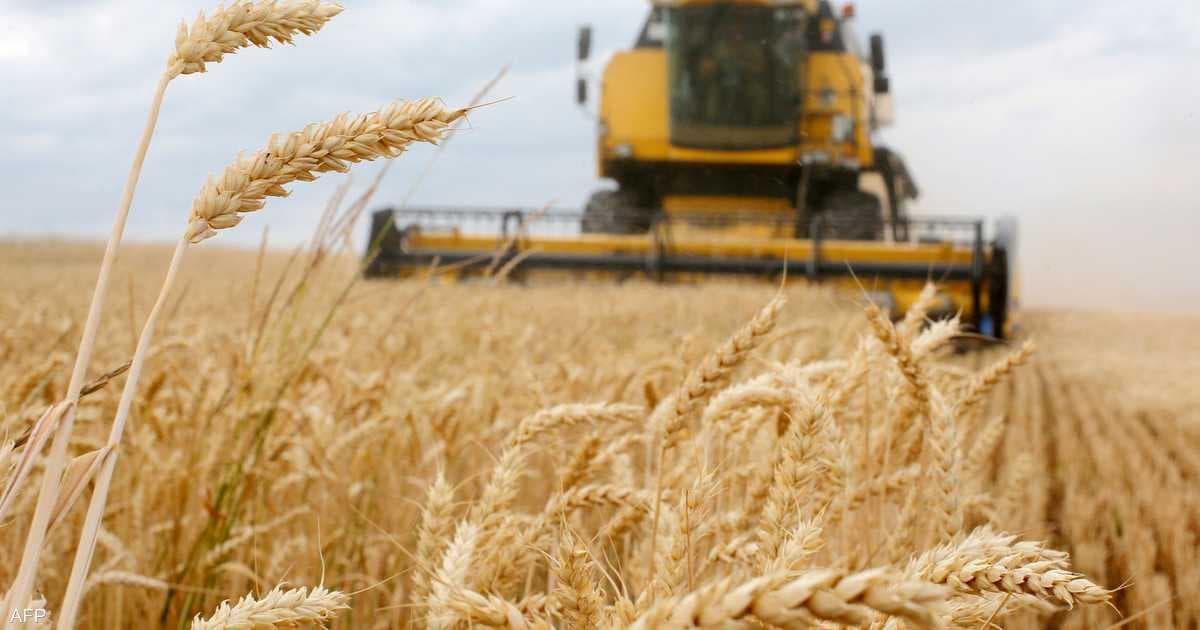الزعبي: ارتفاع الأسمدة يرفع أسعار القمح