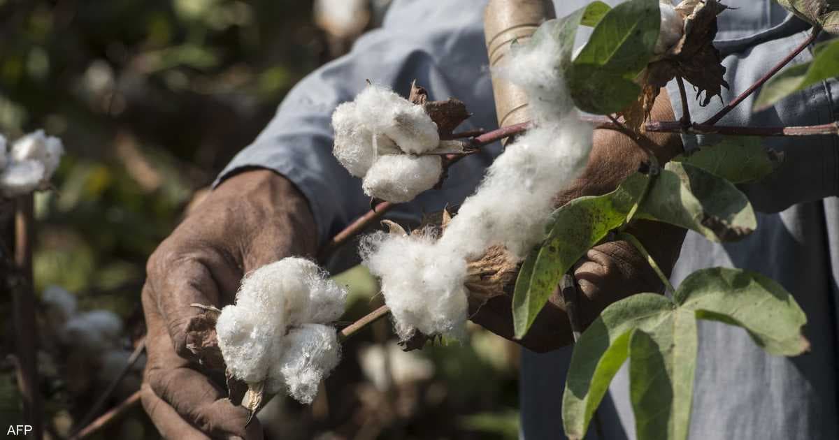 Cotton prices reach two-year high