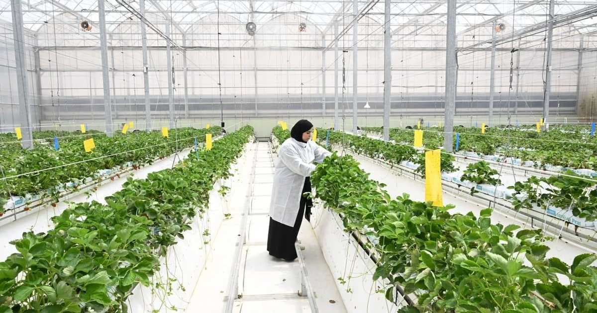 أهمية سلاسل الإمداد للأمن الغذائي في الإمارات