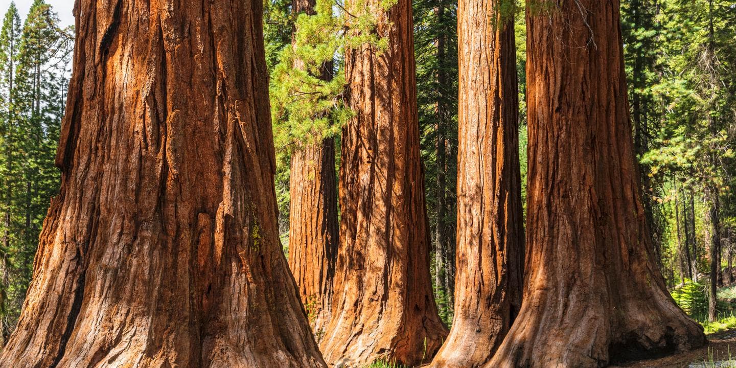 Trump admin reviews Yosemite land offer