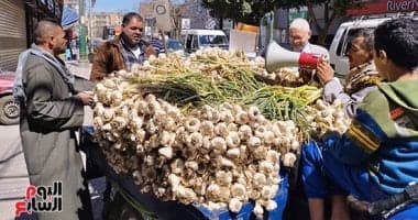 موسم زراعة الثوم وموعد الحصاد في مصر