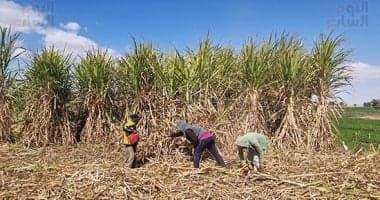 Egypt sugarcane cultivation map
