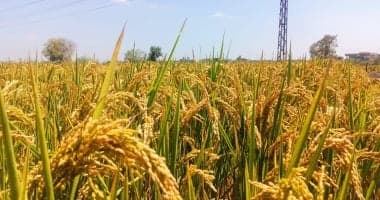 Egyptian farmers' rice harvest start