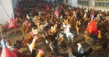 ثبات في أسعار الدواجن بالأقصر اليوم