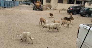 National plan to manage street animals