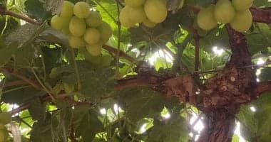 Grape harvest in Minya opens export doors to all countries worldwide