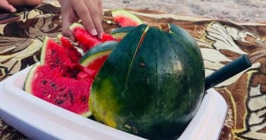 محصول البطيخ البلدي في شمال سيناء