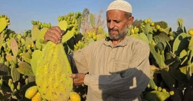 التين الشوكى ينعش مزارع الشرقية