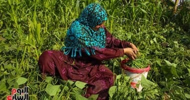 Egyptian bean exports lead at 136,000 tons