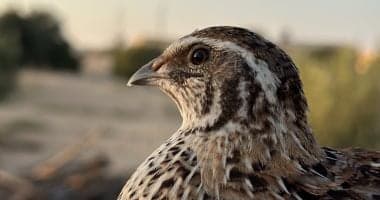 North Sinai fishermen await migratory birds