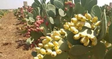 الهجين قليل الأشواك يثير اهتمام مزارعي الشرقية