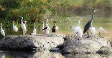 Feathered Defender of Egypt's Cotton