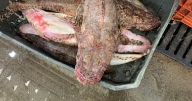 Rare Red Sea Fish Sighted