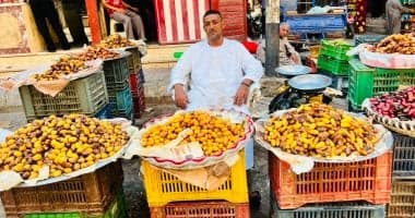Qena's August-September Date Harvest