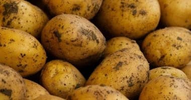 Fresh potato exports near one million tons
